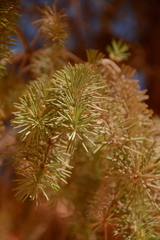 Pseudotsuga menziesii glauca
