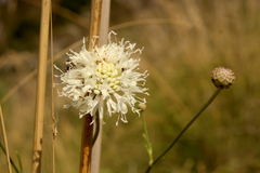Cephalaria leucantha