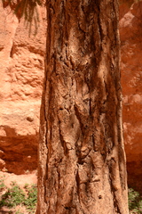 Pseudotsuga menziesii glauca