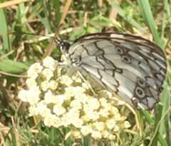 Melanargia larissa