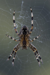 Araneus diadematus