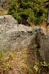 Cephalaria leucantha