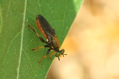 Lampria rubriventris