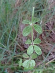 Galium hypocarpium