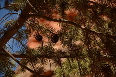 Pseudotsuga menziesii glauca