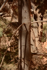 Pseudotsuga menziesii glauca