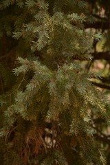 Pseudotsuga menziesii glauca