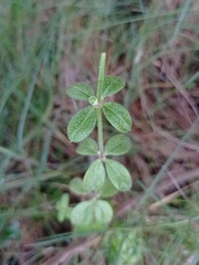 Galium hypocarpium