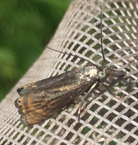 iNaturalist observation photo of Topiary Grass-veneer