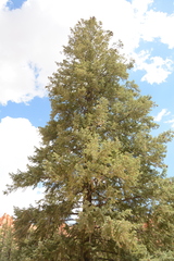 Pseudotsuga menziesii glauca