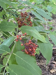 Sambucus racemosa