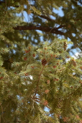 Pseudotsuga menziesii glauca