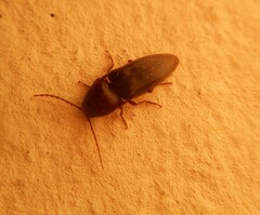 Elateridae