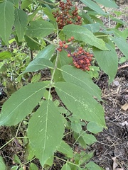 Sambucus racemosa