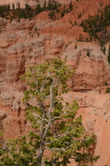 Pseudotsuga menziesii glauca