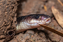 Bungarus caeruleus