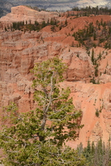 Pseudotsuga menziesii glauca