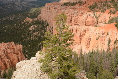 Pseudotsuga menziesii glauca
