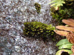 Schistidium maritimum