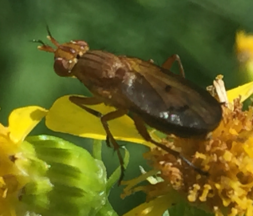 iNaturalist observation photo of Marsh Flies