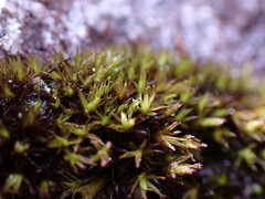 Schistidium maritimum