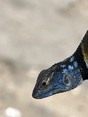 Sceloporus minor