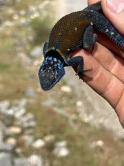 Sceloporus minor