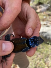 Sceloporus minor
