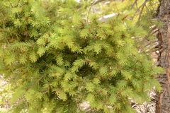 Pseudotsuga menziesii glauca