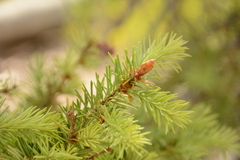 Pseudotsuga menziesii glauca