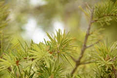 Pseudotsuga menziesii glauca