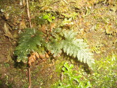 Abrodictyum elongatum