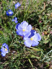 Linaceae
