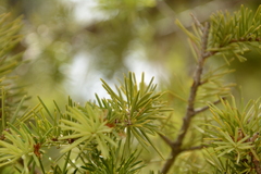 Pseudotsuga menziesii glauca