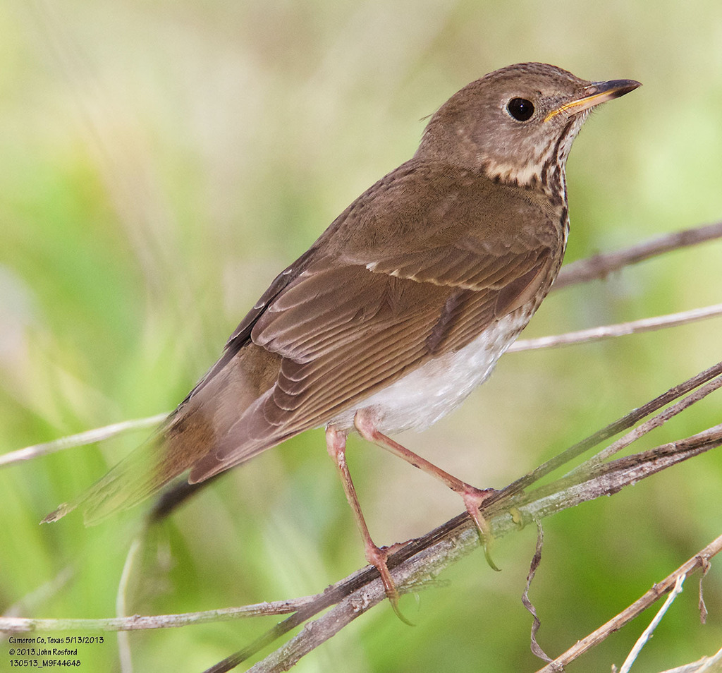 Gray-cheeked Thrush photo