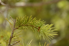Pseudotsuga menziesii glauca