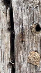 Ichneumonidae
