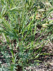 Linaceae