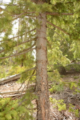 Pseudotsuga menziesii glauca