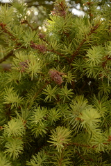 Pseudotsuga menziesii glauca