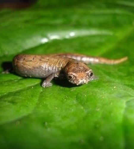 Bolitoglossa capitana
