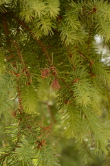 Pseudotsuga menziesii glauca