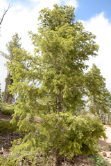 Pseudotsuga menziesii glauca