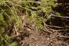 Pseudotsuga menziesii glauca