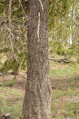 Pseudotsuga menziesii glauca