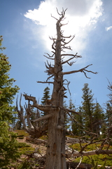 Pseudotsuga menziesii glauca