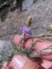 Centaurea caprina