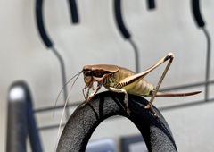 Eupholidoptera smyrnensis