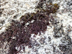 Frullania californica