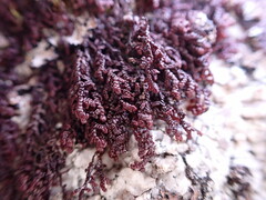 Frullania californica